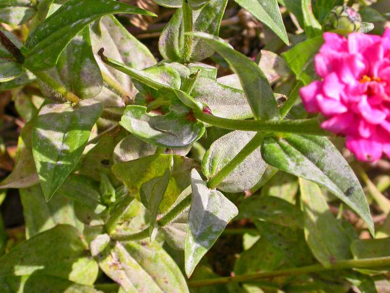 Powdery mildew Outdoors